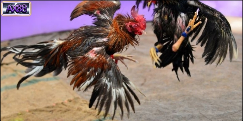 Tại Sao Nên Chọn Đá Gà AX88?