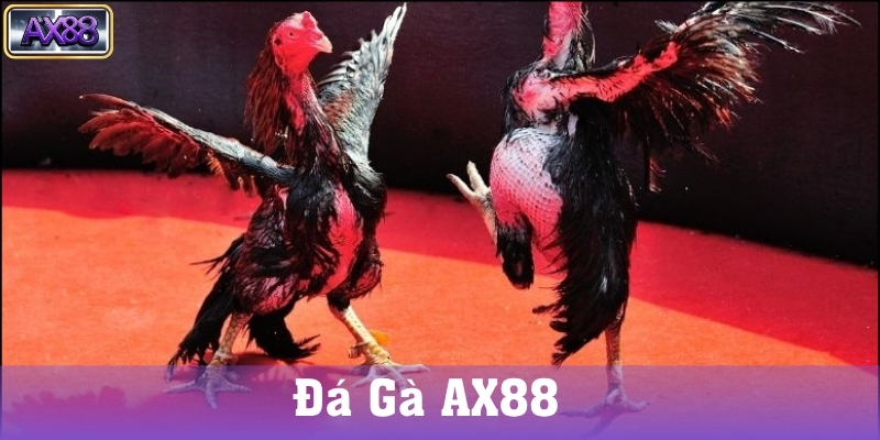 Hướng Dẫn Cách Tham Gia Đá Gà AX88