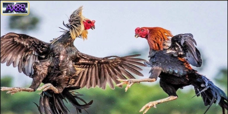 Những lưu ý khi tham gia đá gà Thomo