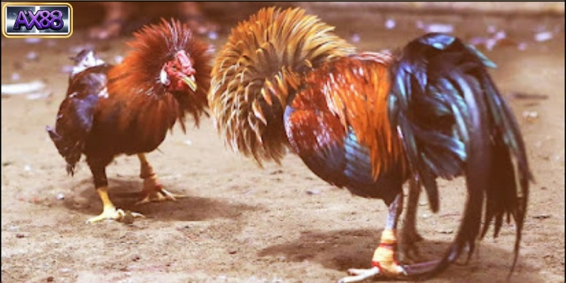 Cách nuôi gà đá cựa sắt đạt chuẩn