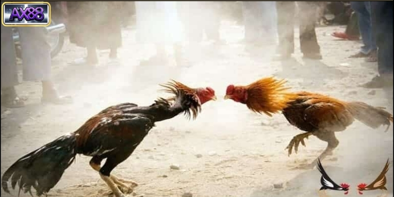 Lưu ý khi tham gia Đá Gà Đòn