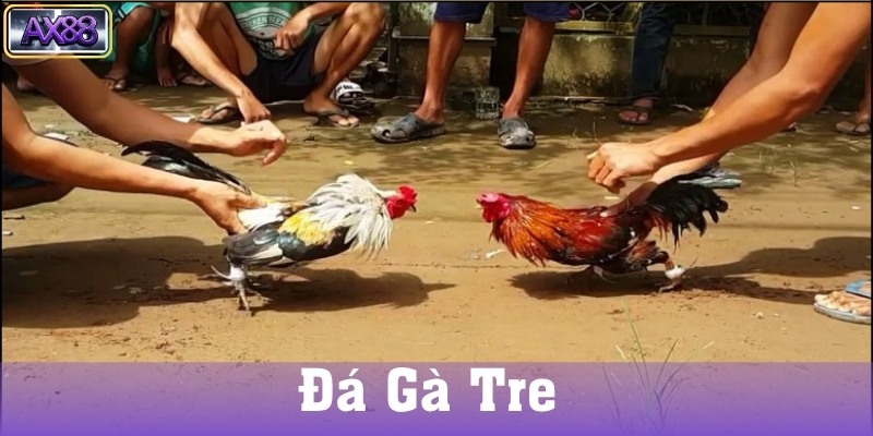 Nguồn gốc và lịch sử của đá gà tre