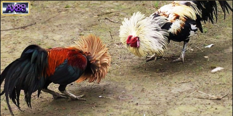 Kỹ thuật đá gà tre cơ bản